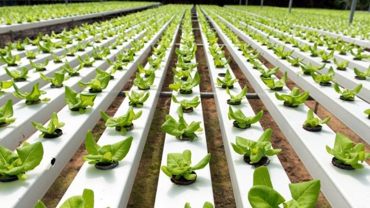 hydroponické rastliny sprievodca hydropónia záhradníctvo hydroponické systémy plodiny pestovanie rastlín zber