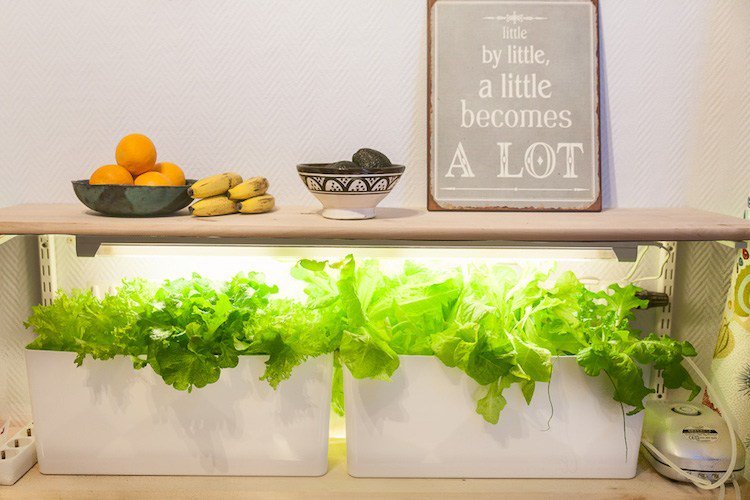 hydroponické rastliny sprievodca hydropónia záhradníctvo hydroponické systémy plodiny pestovanie rastlín vnútorné osvetlenie