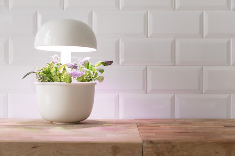 sprievodca hydroponickými rastlinami hydropónia záhradníctvo hydroponické systémy plodiny pestovanie rastlín mini záhrady