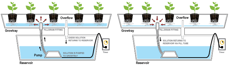 hydroponické rastliny sprievodca hydropónia záhradníctvo hydroponické systémy plodiny schéma pestovania rastlín