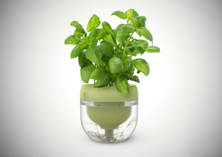 hydropónia izbové rastliny moderná črepníková bazalka
