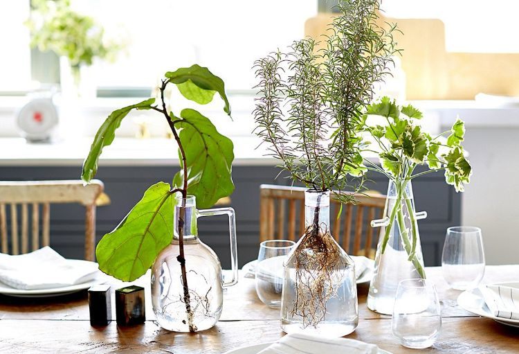 hydropónia izbové rastliny nápady tipy pestovanie rastlín v sklenených nádobách drží listy rozmarínu bylinné rastliny