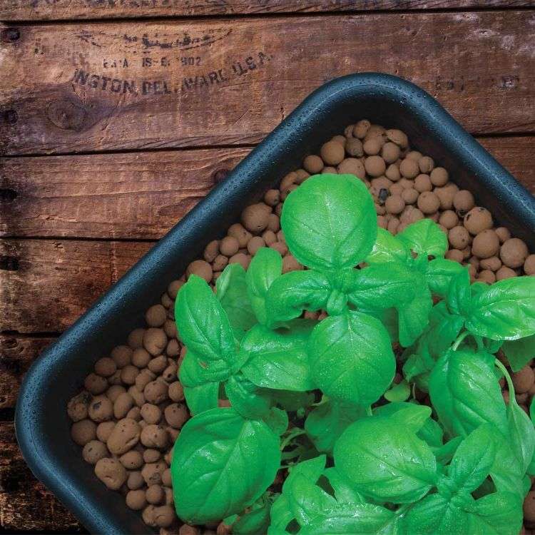 Expandované ílovité ílové gule ílové granule rastlinné granule hydroplant bazalka drevená podlaha rastlina črepníkové kamienky