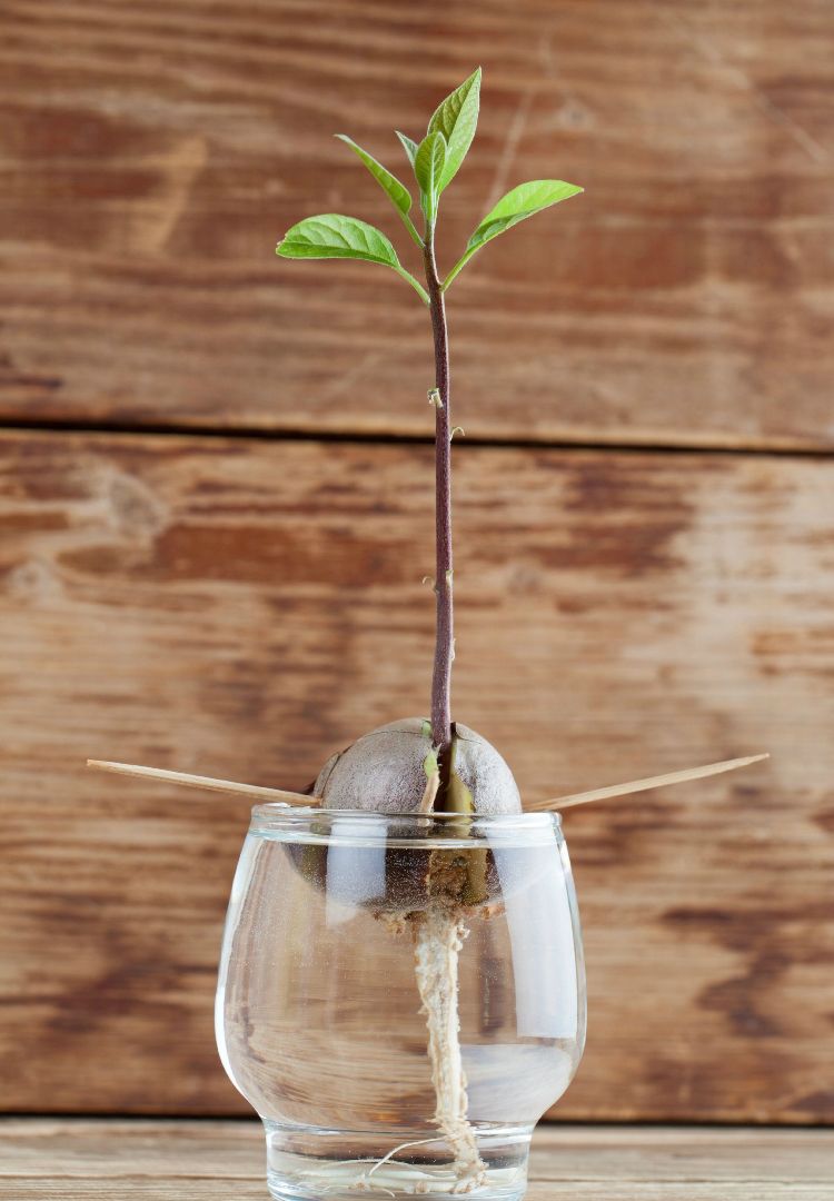 hydropónia izbové rastliny moderné sklenené jadro avokáda transplantácia