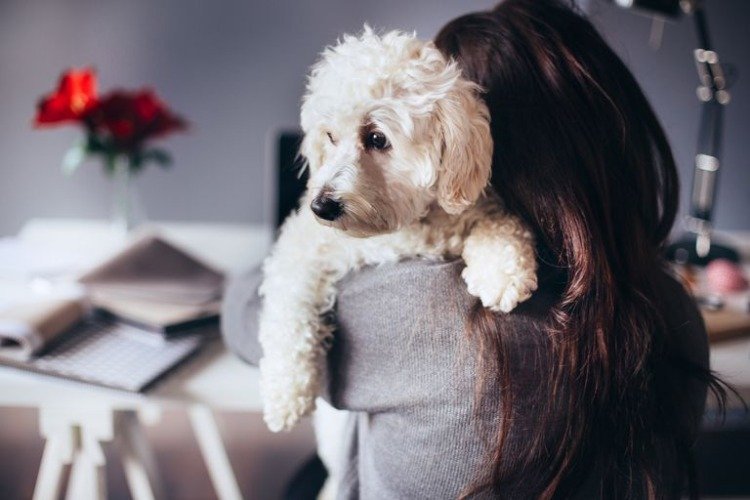 Pásový pes je doma hypoalergénny