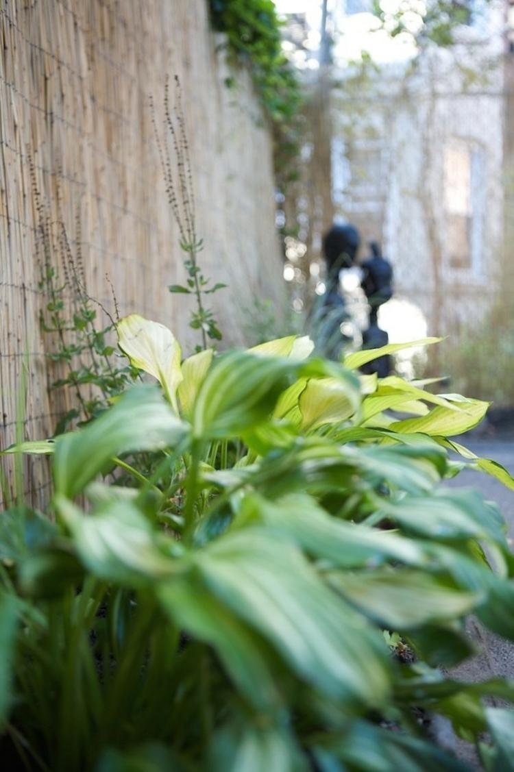 Záhradný dizajn s hostas pre tienisté oblasti nápad na záhradný dizajn funkie-rastlina-deko-nápad-záhony