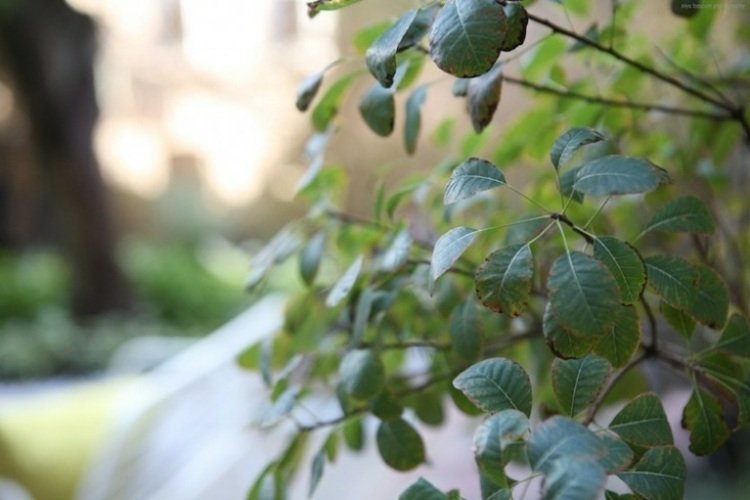 Skvelým nápadom pre väčšie rastliny je zasadiť ich do kvetináčov idea-záhradný dizajn-zelená-dekorácia-dvorček-terasa-zariadenie