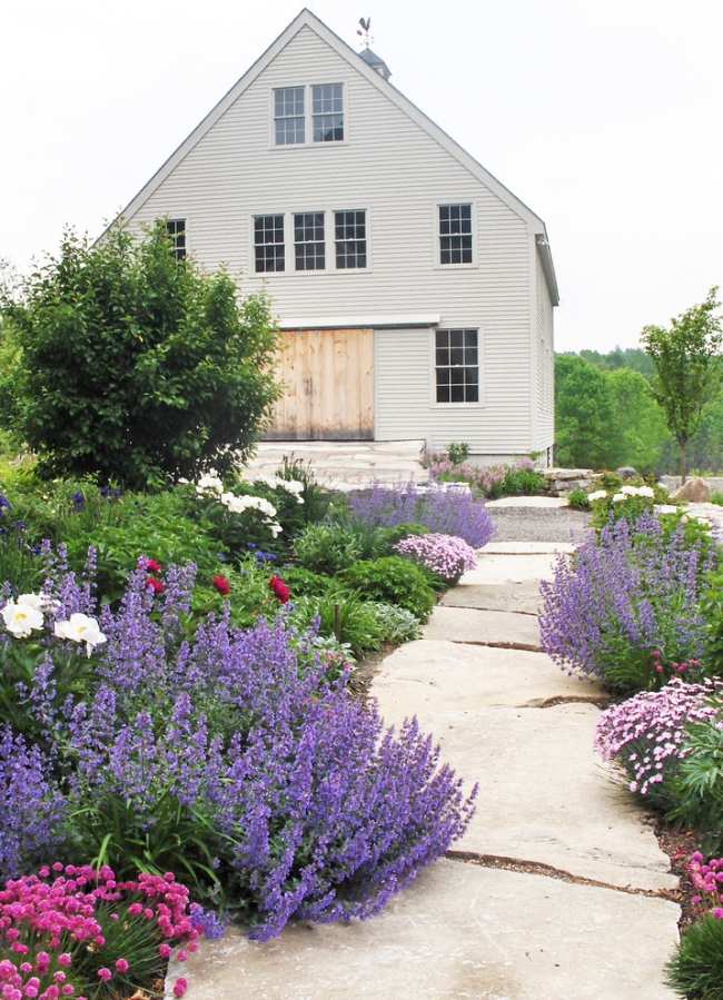 Výsadba záhradného chodníka z prírodného kameňa Záhradný chodník z prírodného kameňa vysádzajúci trvalky levanduľa