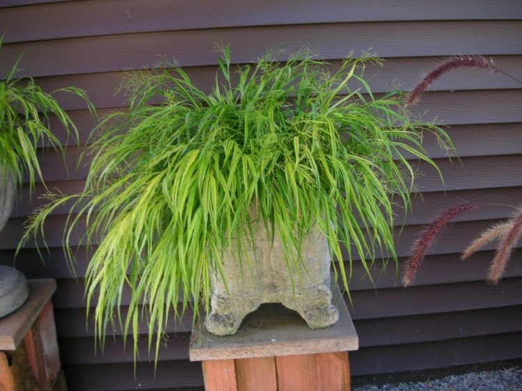 Nápady-záhradný dizajn-japonský-lesný-trávnik-svetlo-zelený-bušl-kvetináč-deko-kamenný stĺp