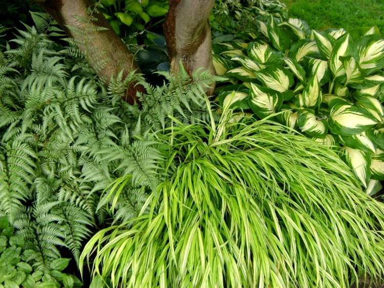 Nápady-záhradný design-japonsko-tráva-záhon-kríky-papradie-strom-čiastočne-zatienené-umiestnenie-funkia-zelená-biela
