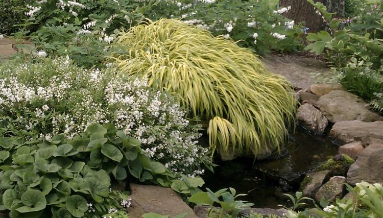 Nápady-záhradný-dizajn-japonský-lesný-trávnik-svetlo-zelený-bueschel-zemný kryt-skalná-záhradná jazierko