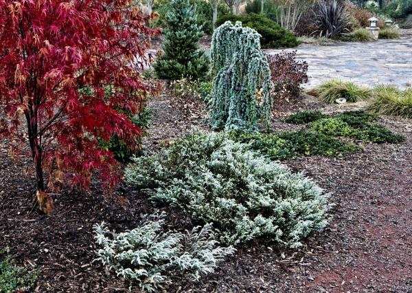 Japonské nápady na dizajn záhrady z javorového ihličnanu Záhrada ihličnanov japonských