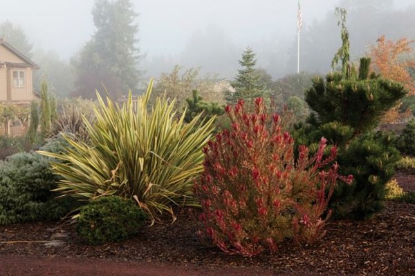 Nápady na zimné rastliny lymfatická myrta Zimné rastliny lymfatická myrta