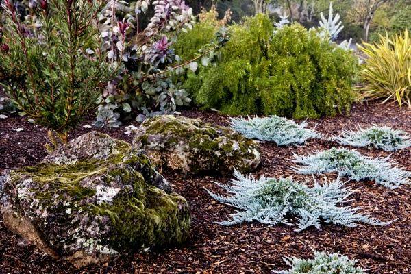 Vyberte typy rastlín v zimných záhradách Vyberte nápady pre rod zimných rastlín