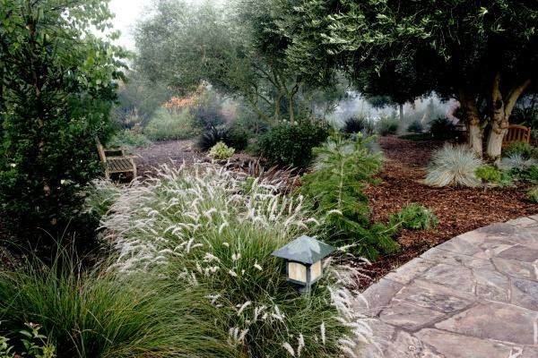 Farebné biele kmene zimnej záhrady Farebné kry zimnej záhrady