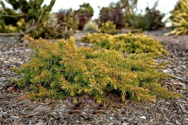 Záhradné zimné rastliny nápady na dizajn Záhrada so zimnými rastlinami
