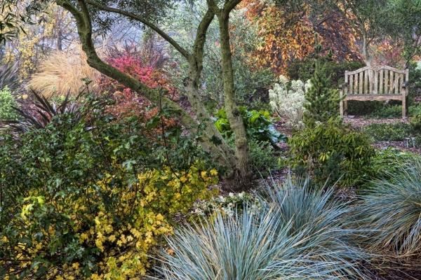 Záhradné nápady zimné rastliny Nápady na záhradný dizajn zimné rastliny farby červená