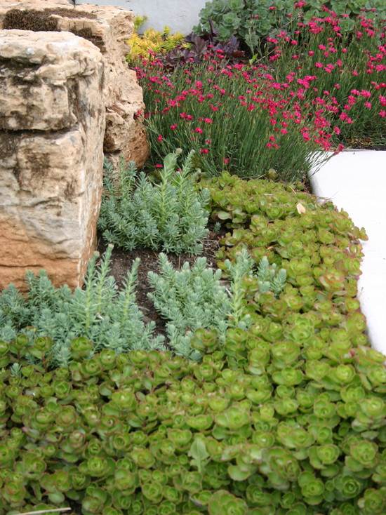 nápady úzke rastlinné pásy záhradné sukulenty textúra ružový prízvuk