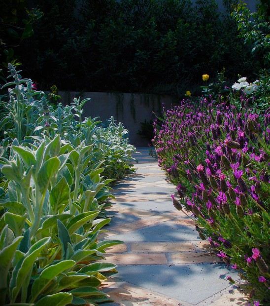 nápady rastliny záhrada moderný kontrast výber rastlín