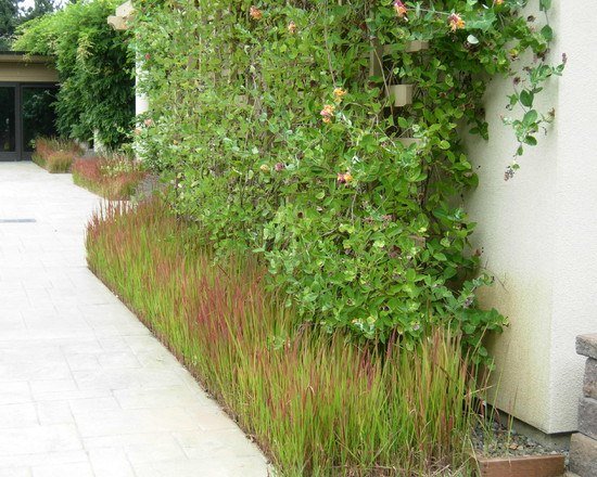 nápady výsadba pásov záhrada moderné trávy popínavé rastliny