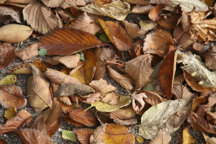 Nespaľujte hromadu suchých listov Záhrada v decembri hromada-padať-listy-nespáliť