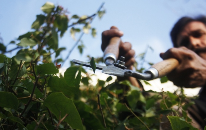 posledná šanca ostrihať kríky Záhrada v decembri kríky-október-november-prerezávanie