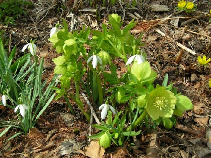 Na jar kvitnú snežienky a čemerice záhrada snežienka-čemerice-jar-pod snehom v decembri