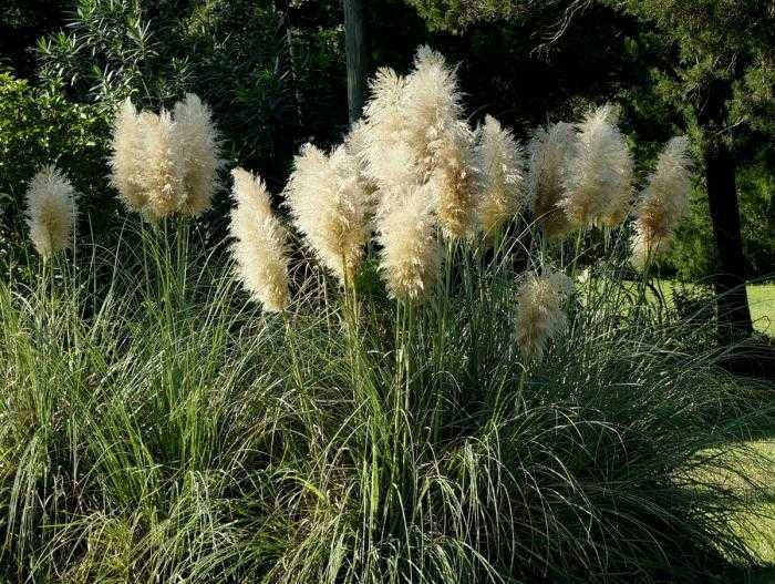 Výsadba Pampasgradu v záhrade - Cortaderia Selloana Cortaderia-selloana-pampas-tráva-záhradné-rastliny