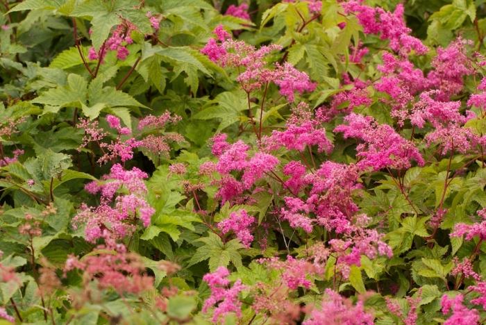 ružový vrabec ako obrazovka súkromia od susedov Spierstaude-pink-privacy-screen-garden-visual-cover garden v decembri