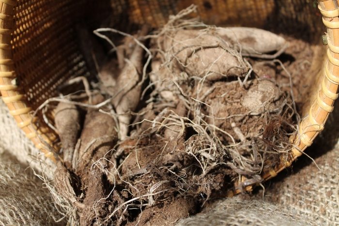 Hibernujte žiarovky georgín a mečíkov cibule georgín prezimovanie tipy záhrada v decembri