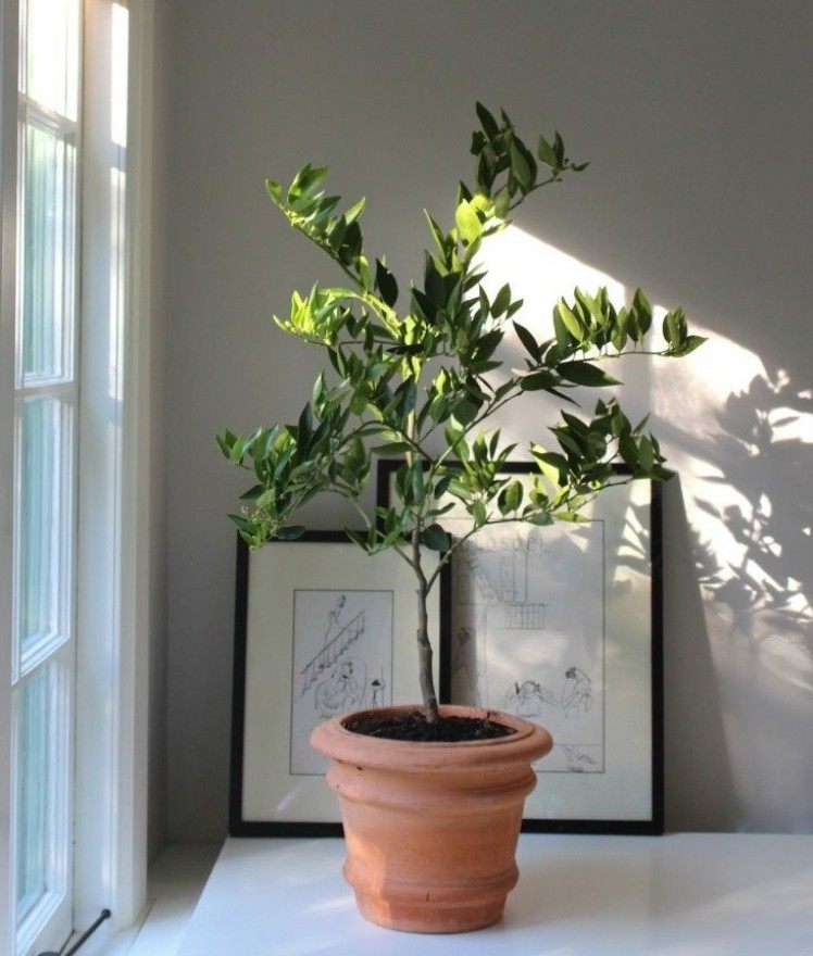 záhrada-január-slnko-milujúce-izbové-rastliny-citrón