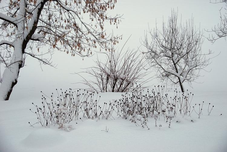 záhrada v januári zeleninovo-ovocno-okrasná záhrada