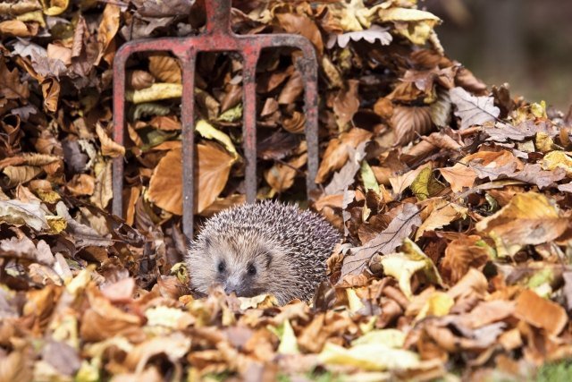 záhrada v októbri záhradníctvo zbierať opadané jesenné lístie záhrada v októbri pracovné-zber-spadnuté-jesenné lístie