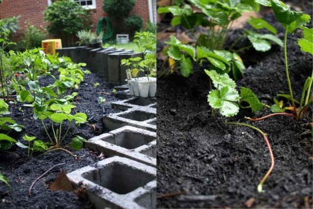 záhradné práce v októbri jesenná výsadba jahôd Záhrada v októbri -práce-jeseň-jahody-výsadba