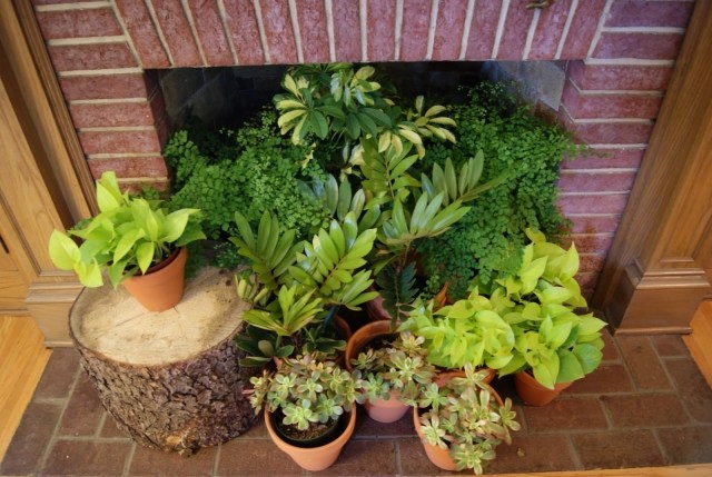 záhradné október pracovné rastliny prezimujú Záhrada v októbri -práca-rastlina-prezimovať