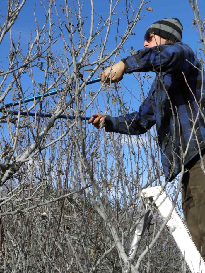 Sad v januári - prerezávanie jabloní Sad v januári-rez jabloní