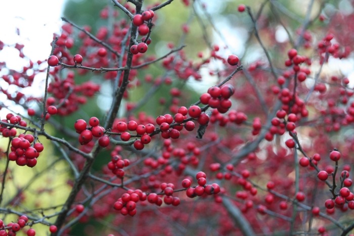 Vysádzajte a ošetrujte prírodné živé ploty prinášajúce ovocie plodonosné-živé ploty-bobule-januárové rastliny