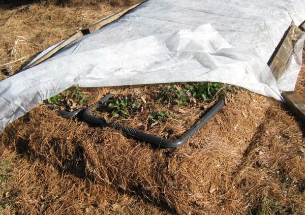 Jahody chráňte od polovice januára rúnom jahody-zimné-rúno-kryté-mulčované