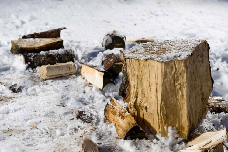 Sad v januári Záhradný kalendár a tipy Sad v januári tipy na tipy