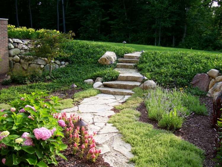 evergreen-groundcover-immegruene-creeper-Euonymus-fortunei