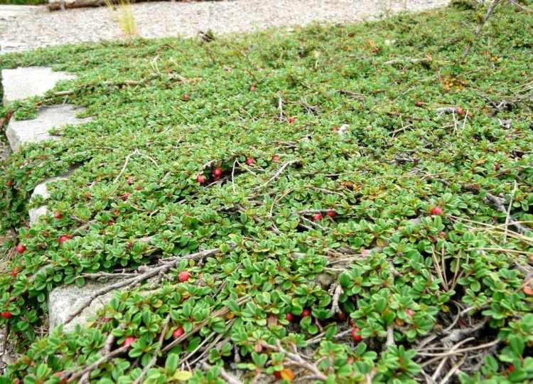 Evergreen-ground cover-cotoneaster