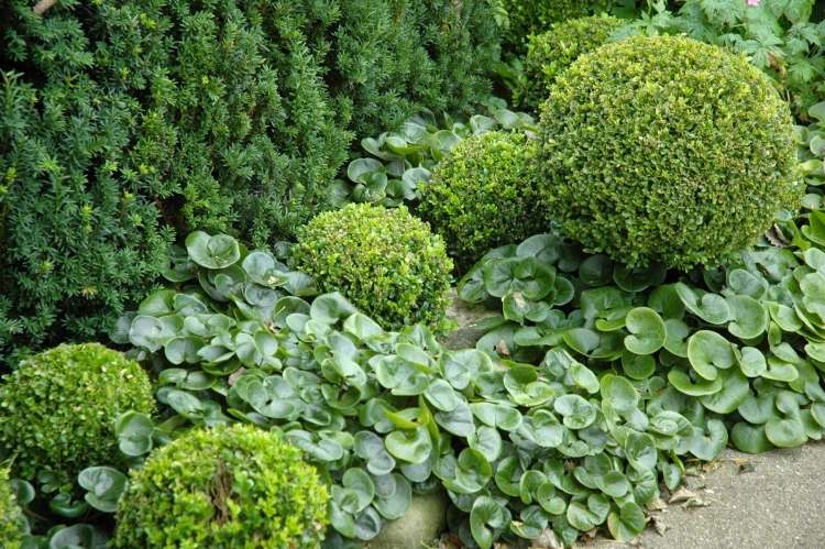 Evergreen-zemný kryt-lieskový koreň-buxus-gule