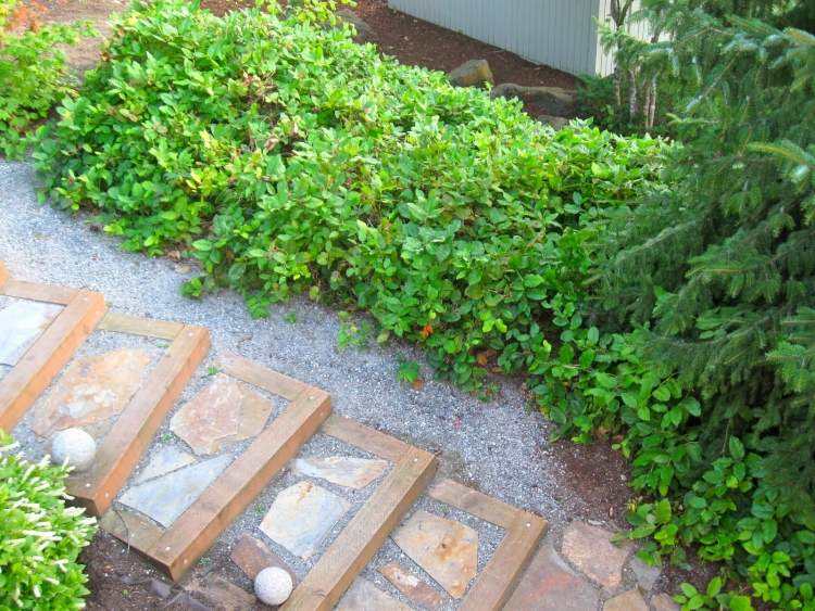 vždyzelená pôdopokryvná shallonová komora