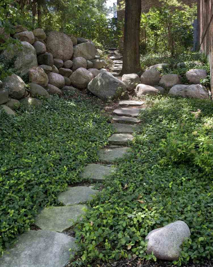 vždyzelený-zemný-kryt-tieňový-podrast