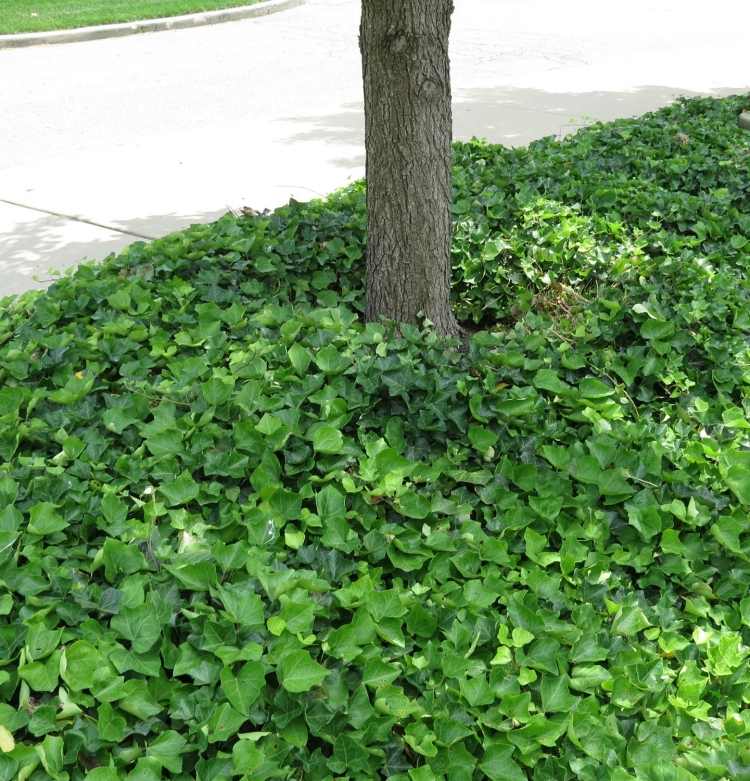 evergreen-ground-cover-shadow-ivy