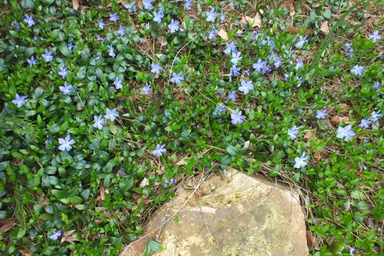 evergreen-groundcover-vinca-minor-blue-blooming