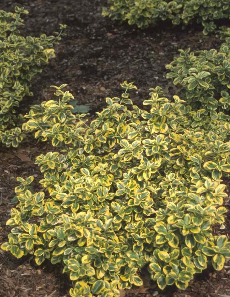 vždyzelená-prízemná-plazivá-žltá farba