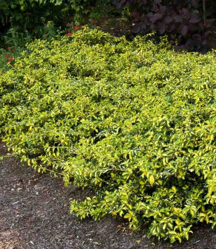 evergreen-groundcover-immenrguener-creeper-moonshadow