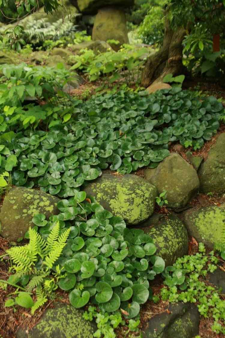 vždyzelený-zemný kryt-tieň-lieskový koreň