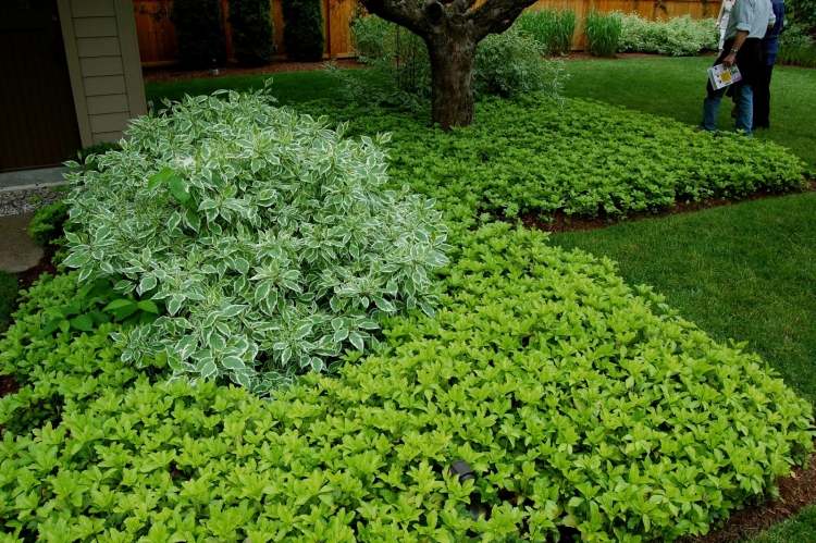 evergreen-groundcover-dickmaennchen-Pachysandra-terminalis